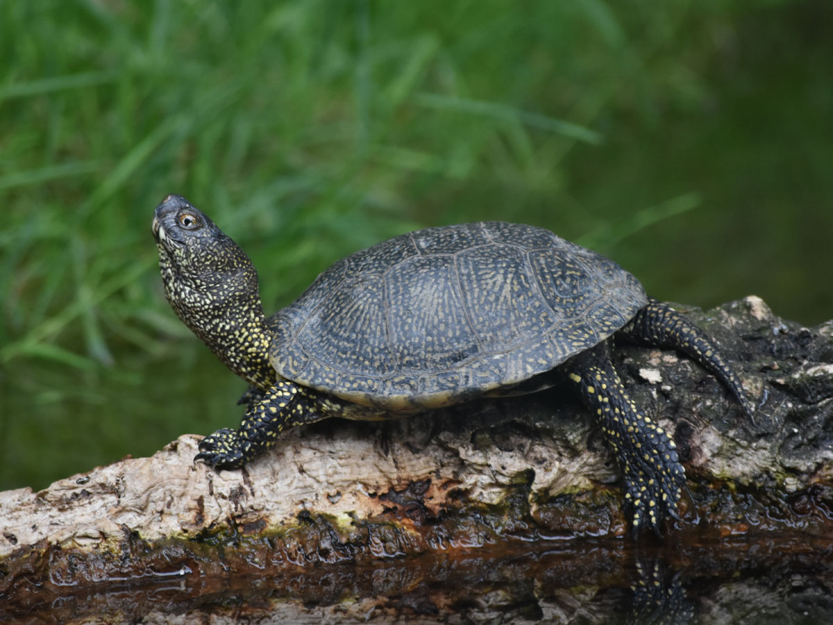 Eine Europäische Sumpfschildkröte auf einem Baumstamm