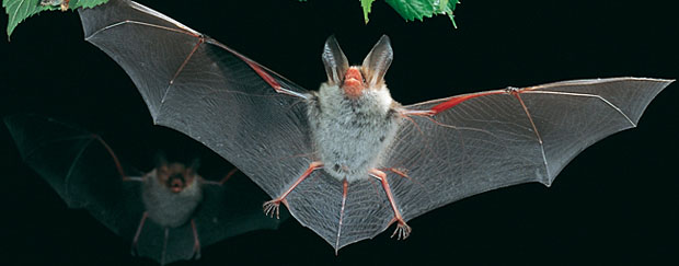 Eine Fledermaus fliegt durch die Nacht.