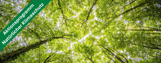 Aus der Froschperspektive die grünen Blätter eines Waldes fotografiert. 