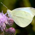 Ein Schmetterling (Kleiner Kohlweißling) auf einer Kleeblüte