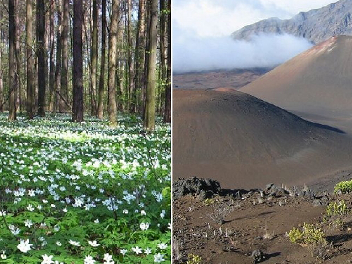Eine Fotocollage: Ein Foto zeigt Waldboden, das andere Vulkanboden.