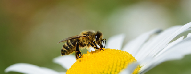Biene sitzt auf gelber Blüte.
