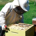 Imker beugt sich über Bienenstock