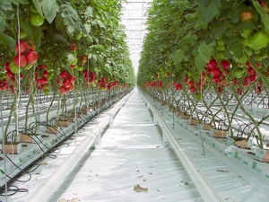 Gemüse im Gewächshaus: Tomaten