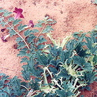 Afrikanische Teufelskralle auf rötlichem Boden; grüne Pflanze mit lila Blüten.