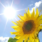 Die Energie der Sonneneinstrahlung beeinflusst wichtige Prozesse auf der Erdoberfläche. Sonne und Sonnenblume