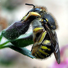 Um auf besondere Tierarten und ihren Beitrag zum Ökosystem aufmerksam zu machen, werden Arten des Jahres gekürt. Die Gartenwollbiene ist Biene des Jahres 2014. Gartenwollbiene