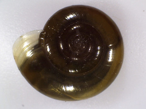 Knoblauch-Glanzschnecke (Weichtier des Jahres 2014)