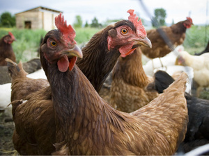 Wie viele Hühner wurden 2017 in Deutschland geschlachtet? Weiterklicken: Dann findet ihr die Lösung
