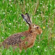 Der Feldhase ernährt sich gerne von landwirtschaftlichen Erzeugnissen. Feldhase in Seitenansicht; Hintergrund: Wiese