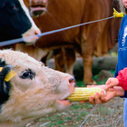 Hamburger zum Beispiel werden aus Rindfleisch gemacht. Kuh wird mit Mais gefüttert