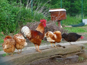 Hühner: artgerechte Haltung