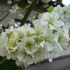 Nutzpflanzen, wie der Apfelbaum, brauchen zur Vermehrung die Hilfe der Bienen. Apfelblüte am Baum