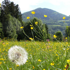 Frische Luft und umgeben von Natur: Den Deutschen ist die Umwelt sehr wichtig. Blumenwiese