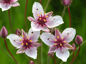 Schwanenblume (Blume des Jahres 2014)