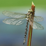 Libelle (Blaugrüne Mosaikjungfer)