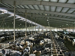 Massentierhaltung: Milchkühe