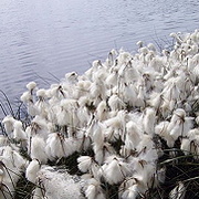 Wollgras am Wasser.