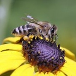 Biene auf Sonnenblume