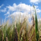Ökologische Landwirtschaft ist gut für die Umwelt. Weizenehren kurz vor der Ernte.