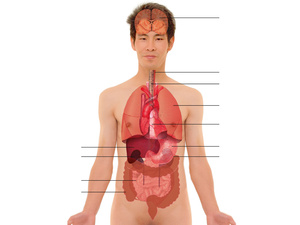 Der menschliche Körper (zur Benennung der Organe durch Schüler/-innen)