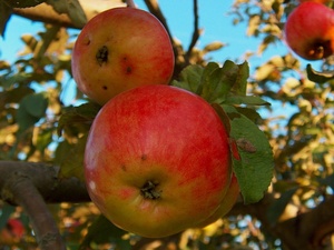 Maunzenapfel 