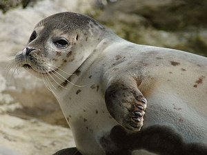 Ruhe auf der Sandbank