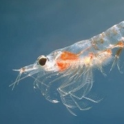 Krill macht einen großen Teil der Biomasse des Meeres aus und dient vielen Tieren als Nahrung. Teilansicht von einem fast durchsichtig erscheinendem Krebstierchen (Krill).