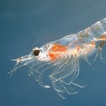 Teilansicht von einem fast durchsichtig erscheinendem Krebstierchen (Krill).