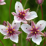 Schwanenblume, Blume des Jahres 2014