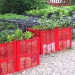 Anbau von Gemüse und Kräutern in roten und grauen Eurokisten.