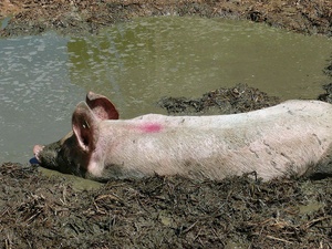 Schweine: artgerechte Tierhaltung
