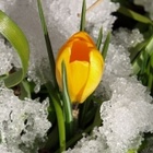 Ein Krokus im Schnee; die Blüte ist gelb und noch nicht völlig geöffnet.