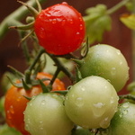 Tomaten am Strauch, manche sind schon rot, andere noch grün.