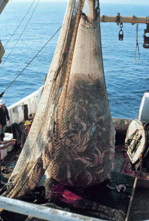 Fischerei im großen Stil