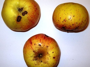 Äpfel der Sorte Stina Lohmann