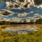 Moor im Sonnenschein, in der Ferne ein Mischwald.