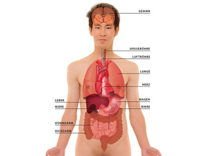 Der menschliche Körper (mit Benennung der Organe)