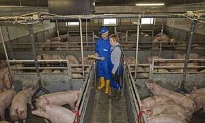 Schweine: Maststall in der konventionellen Landwirtschaft