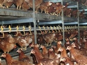 Hühner: Bodenhaltung in der konventionellen Landwirtschaft