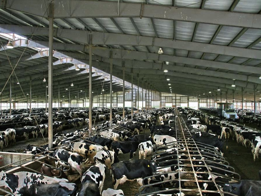 Milchkühe in einem großen Stall