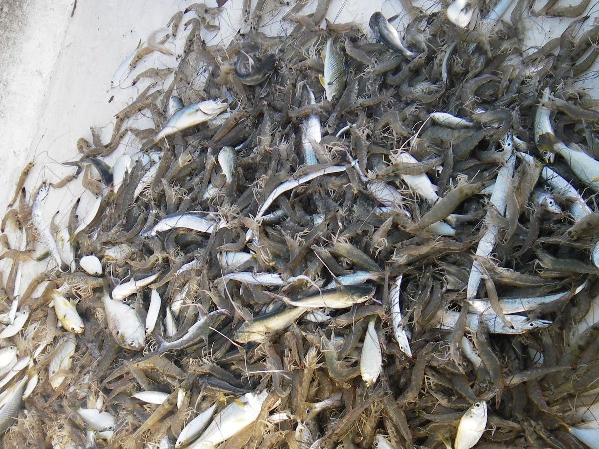 Ansammlung verschiedene Meerestiere und kleiner Fische; weißer Hintergrund