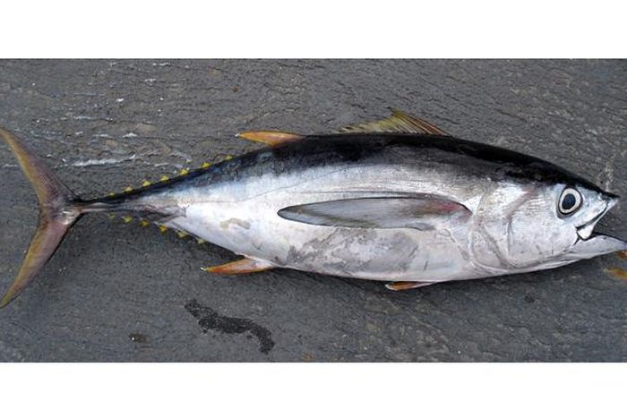 Seitenansicht eines Thunfischs; grauer Hintergrund