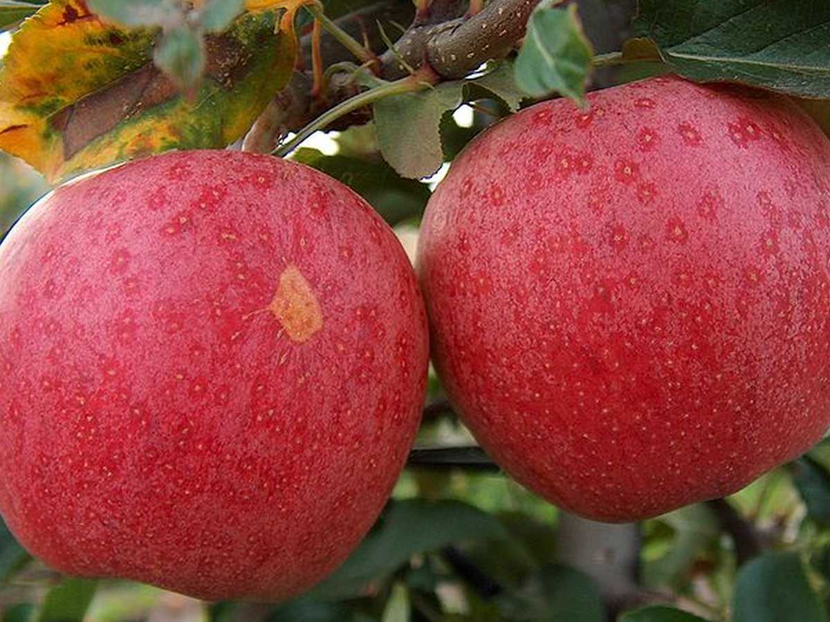 Zwei rote Äpfel, die am Baum hängen.