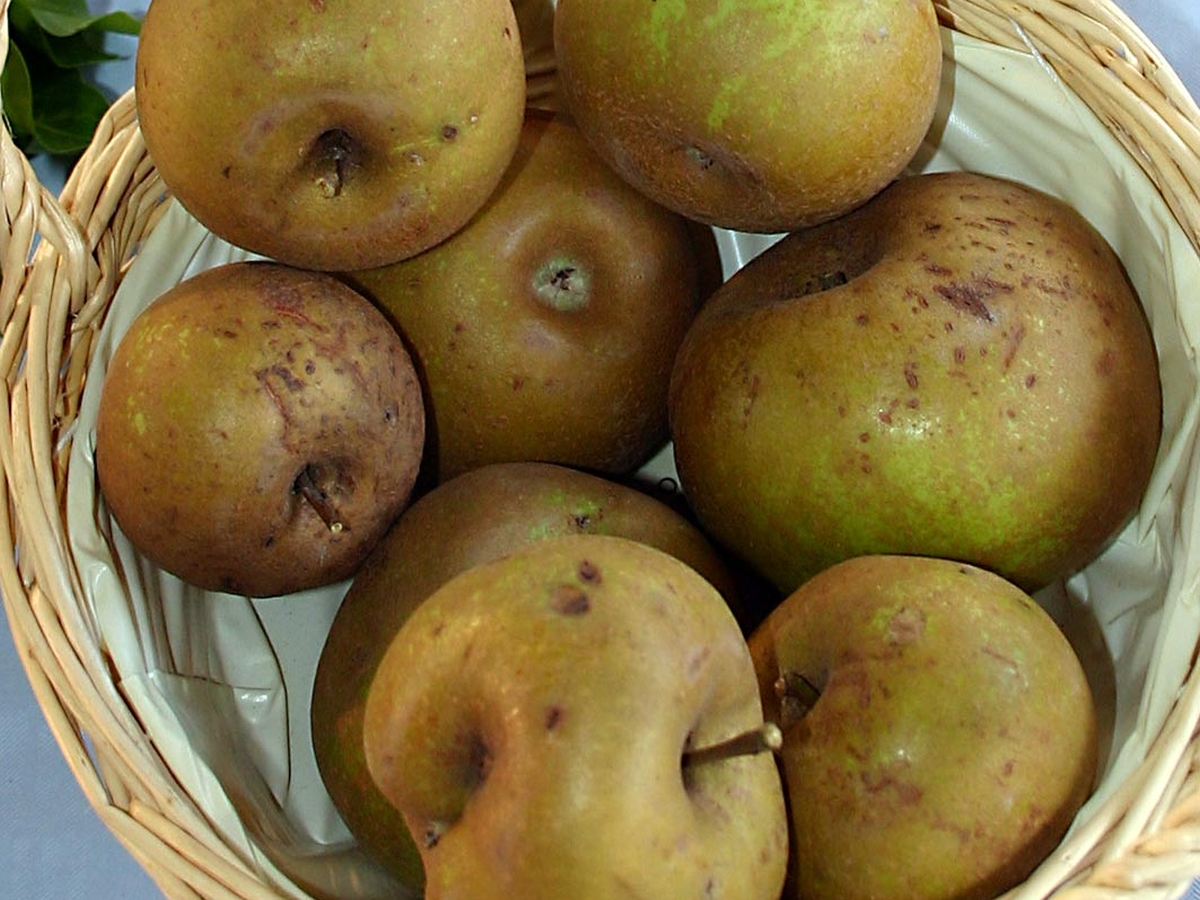 Ein Korb mit sieben Renetten-Äpfeln.