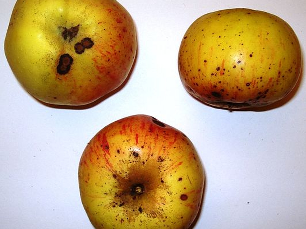 Drei Äpfel, die rot-grünlich gefärbt sind; weißer Hintergrund.