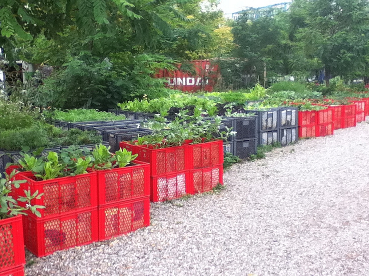 Anbau von Gemüse und Kräutern in roten und grauen Eurokisten.