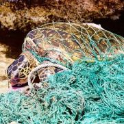 Der Müll in den Weltmeeren | Umwelt im Unterricht: Materialien und