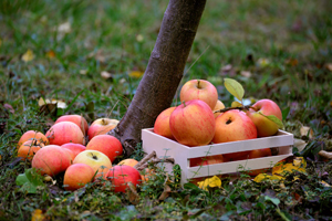 Gesundheit und Ernährung