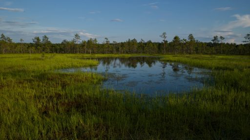 Moorlandschaft mit blauem Himmel